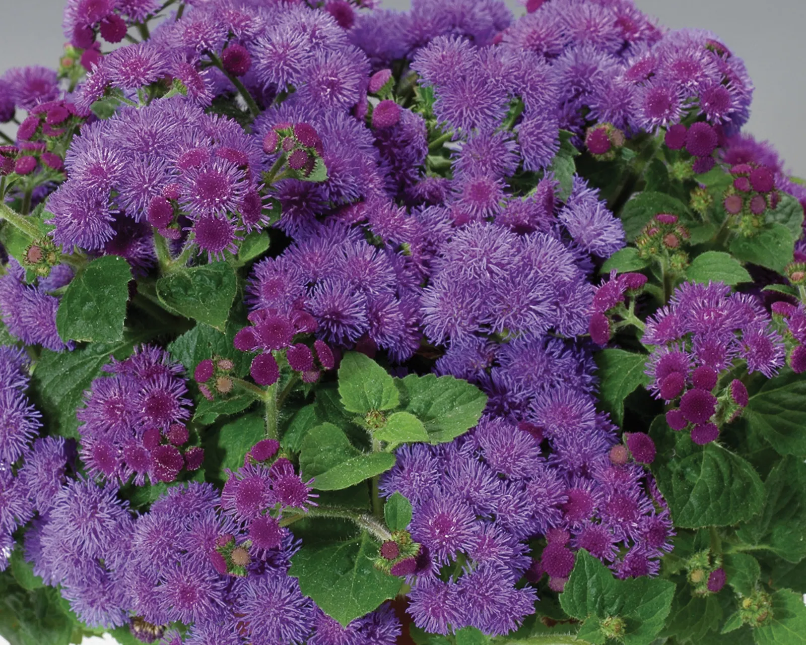 Blue Flossflower (Ageratum) — so no deadheading is necessary, image 32