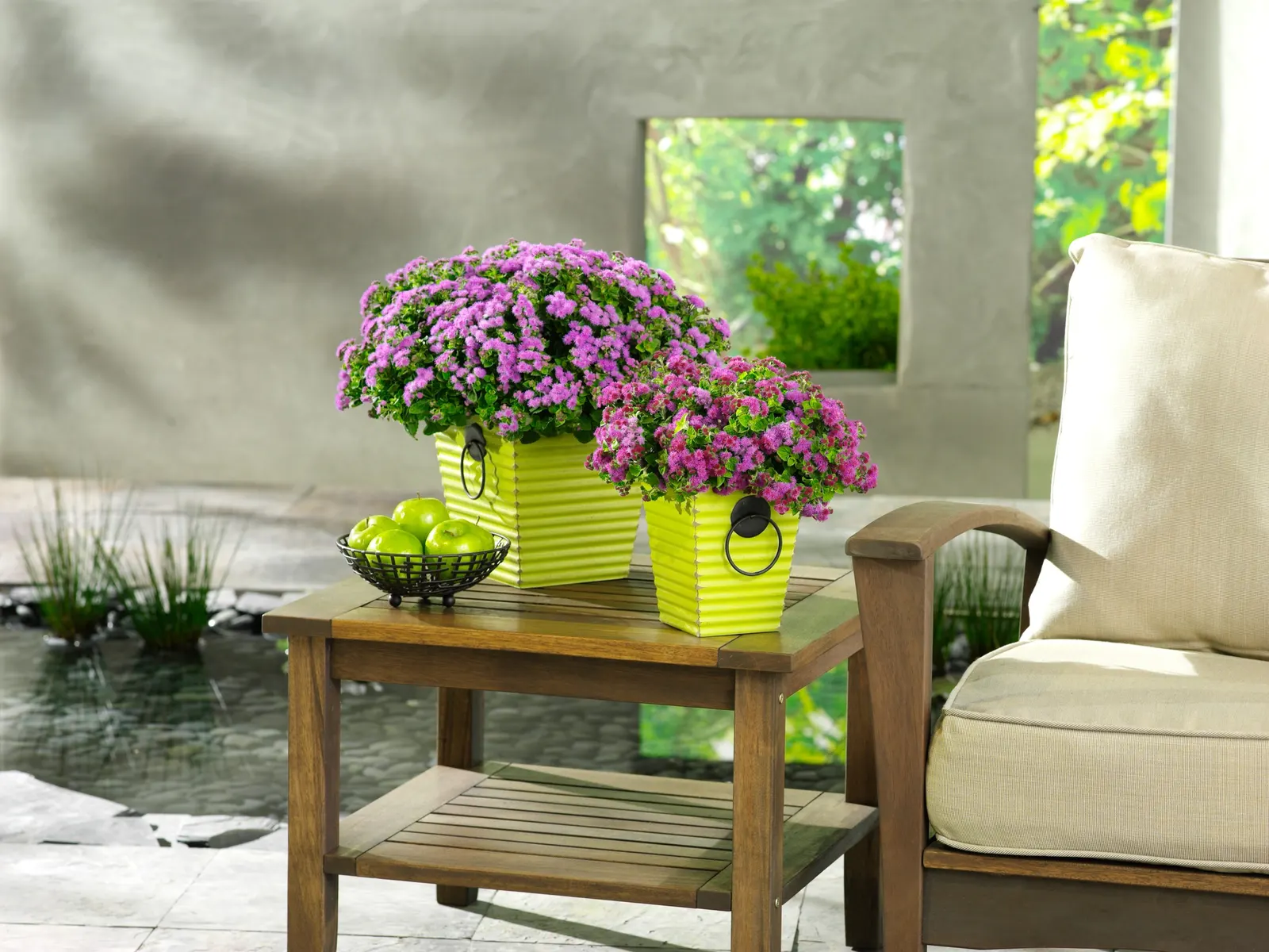 Blue Flossflower (Ageratum) — allowing this annual flossflower plant to keep looking fresh without extra work