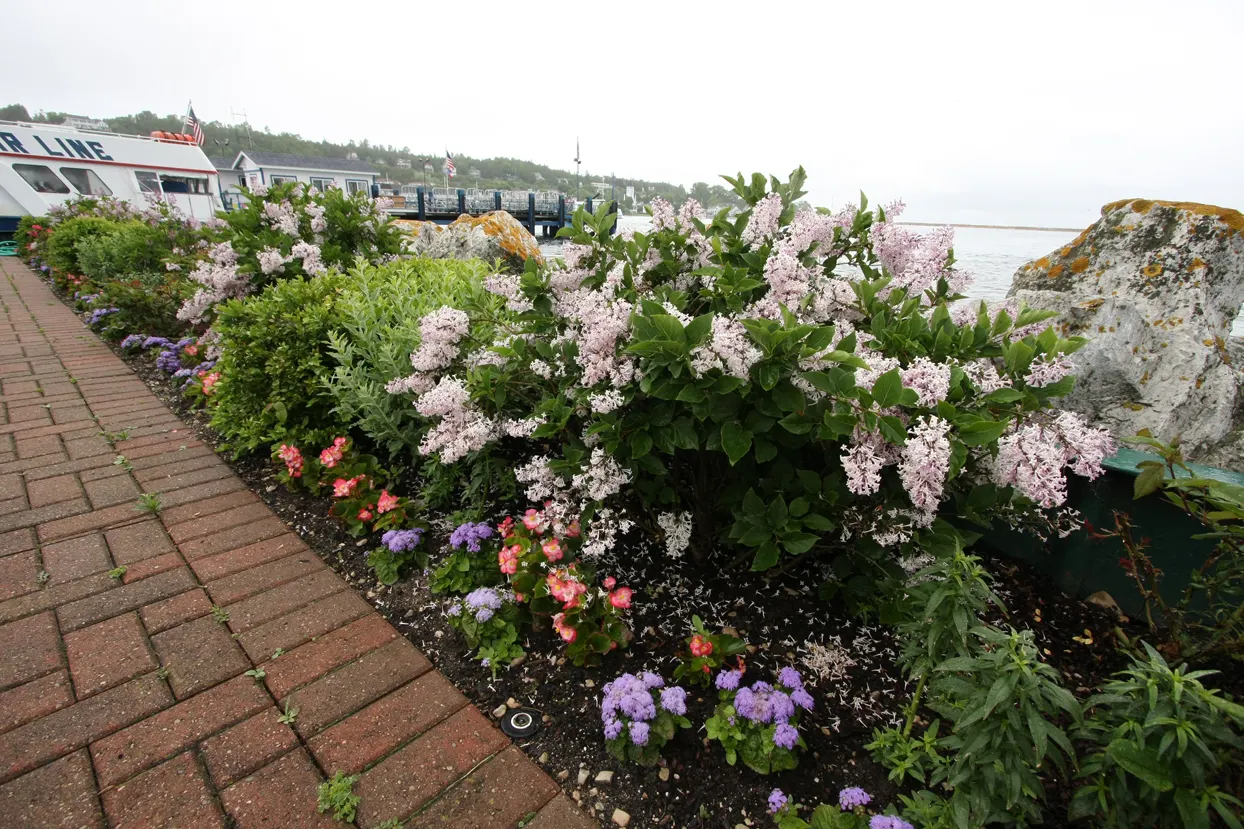 Blue Flossflower (Ageratum) — information and resources; so no deadheading is necessary
