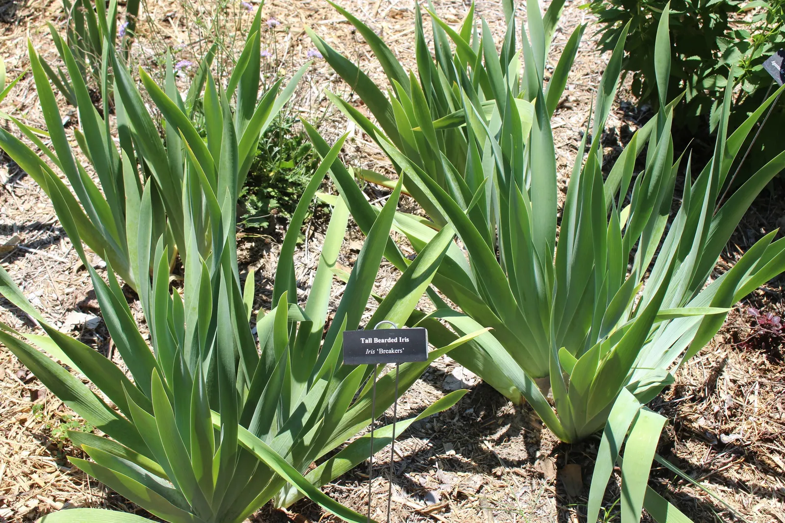 Breakers Bearded Iris (Iris germanica 'Breakers') — The 'Breakers' Bearded Iris is a captivating perennial with ruffled, sky-blue petals and plush beards