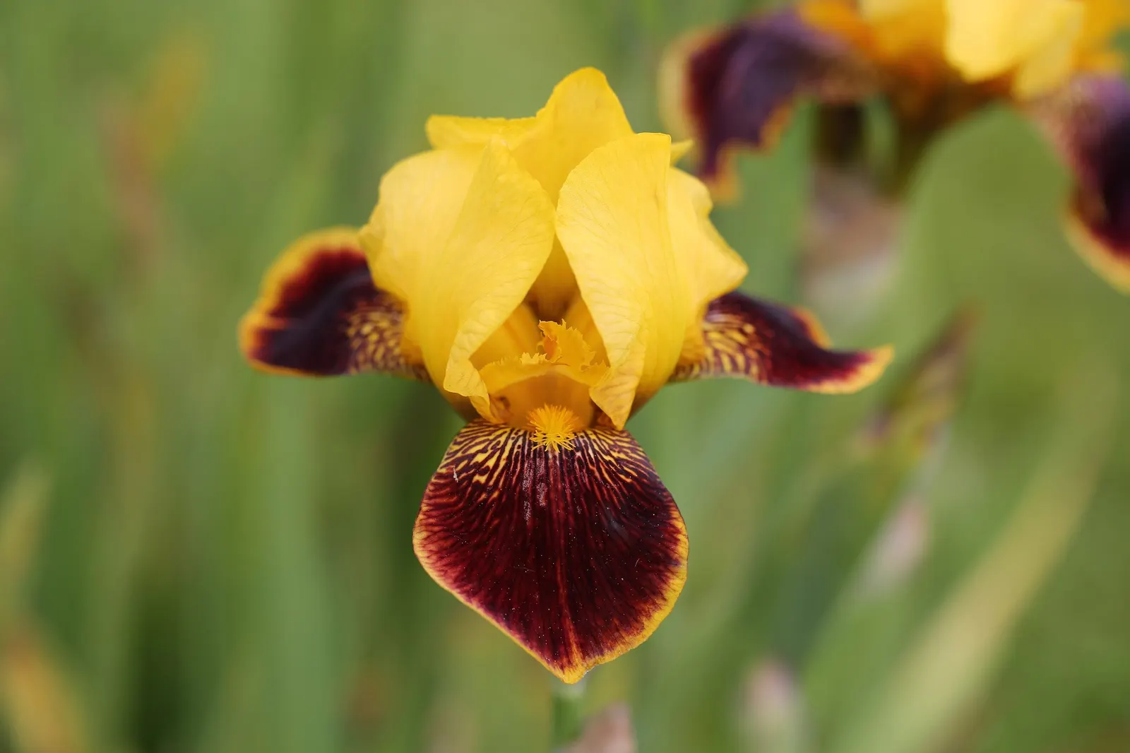 Breakers Bearded Iris (Iris germanica 'Breakers') — This variety is famed for its mesmerizing blue-violet blooms