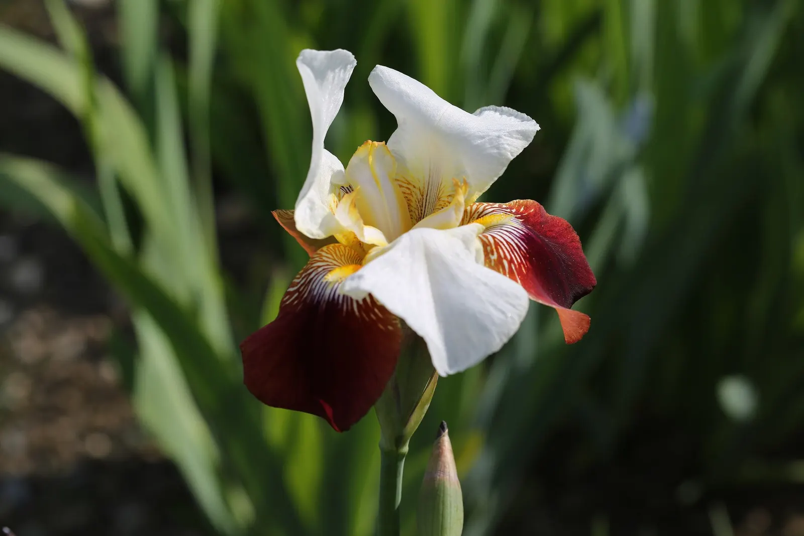 Breakers Bearded Iris (Iris germanica 'Breakers') — offering a luxuriant display that harmonizes with both traditional and contemporary landscape designs