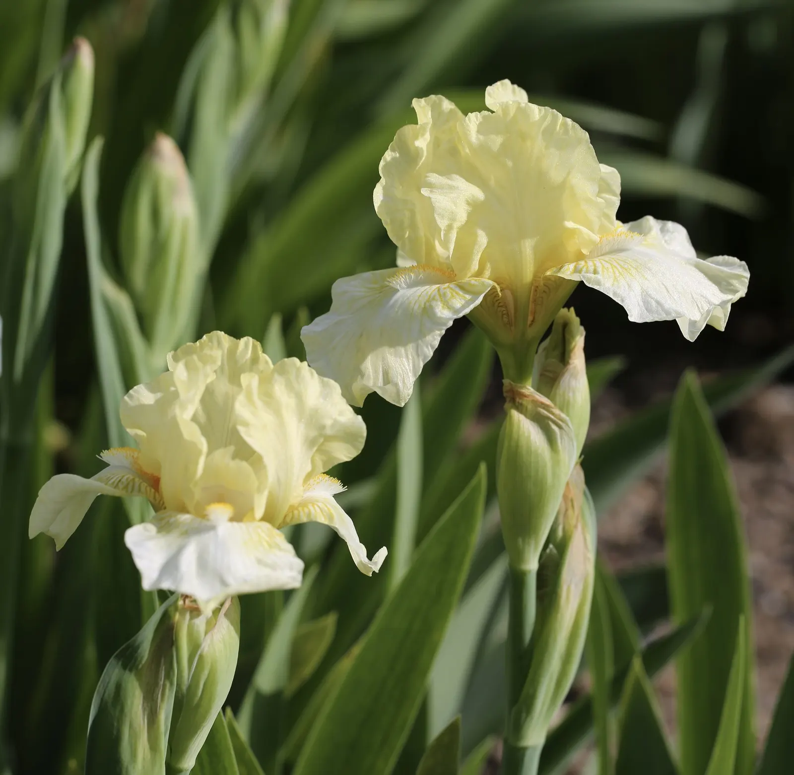 Breakers Bearded Iris (Iris germanica 'Breakers') — Their aesthetic is complemented by low-growing perennials or groundcovers