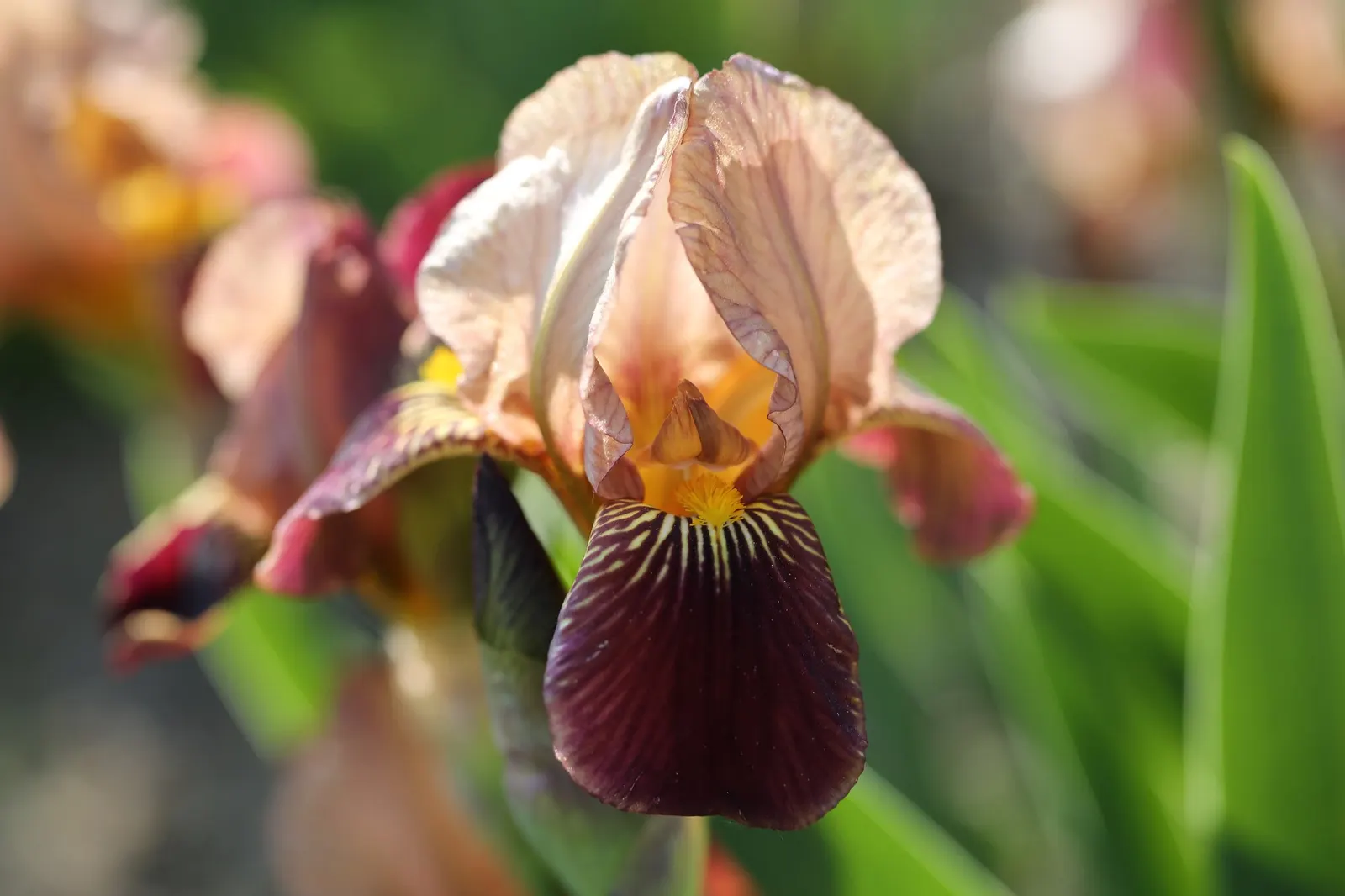 Breakers Bearded Iris (Iris germanica 'Breakers') — The ruffled petals have a delicate white and yellow-tinted beard