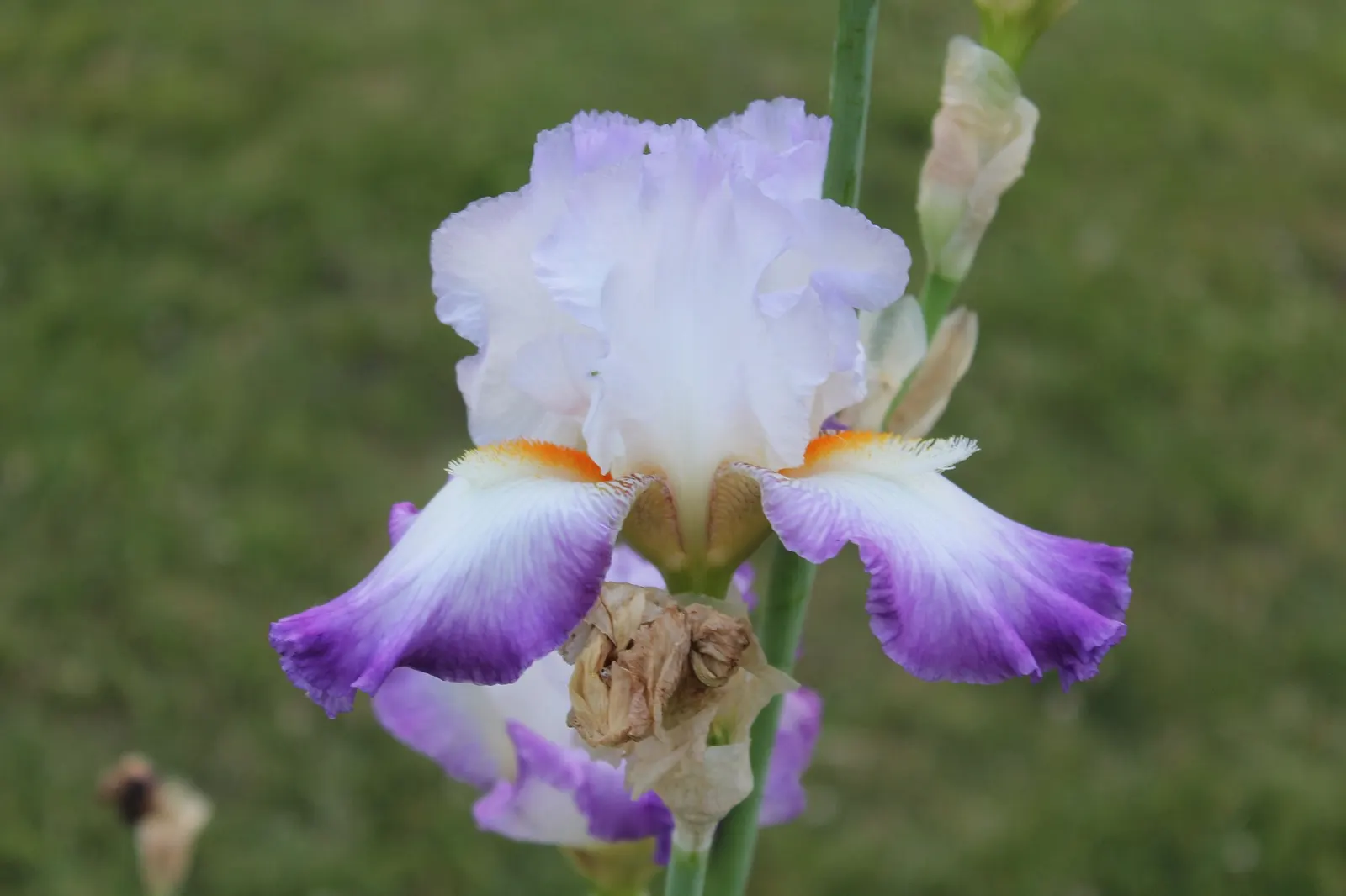 Breakers Bearded Iris (Iris germanica 'Breakers') — thriving best in well-drained soil