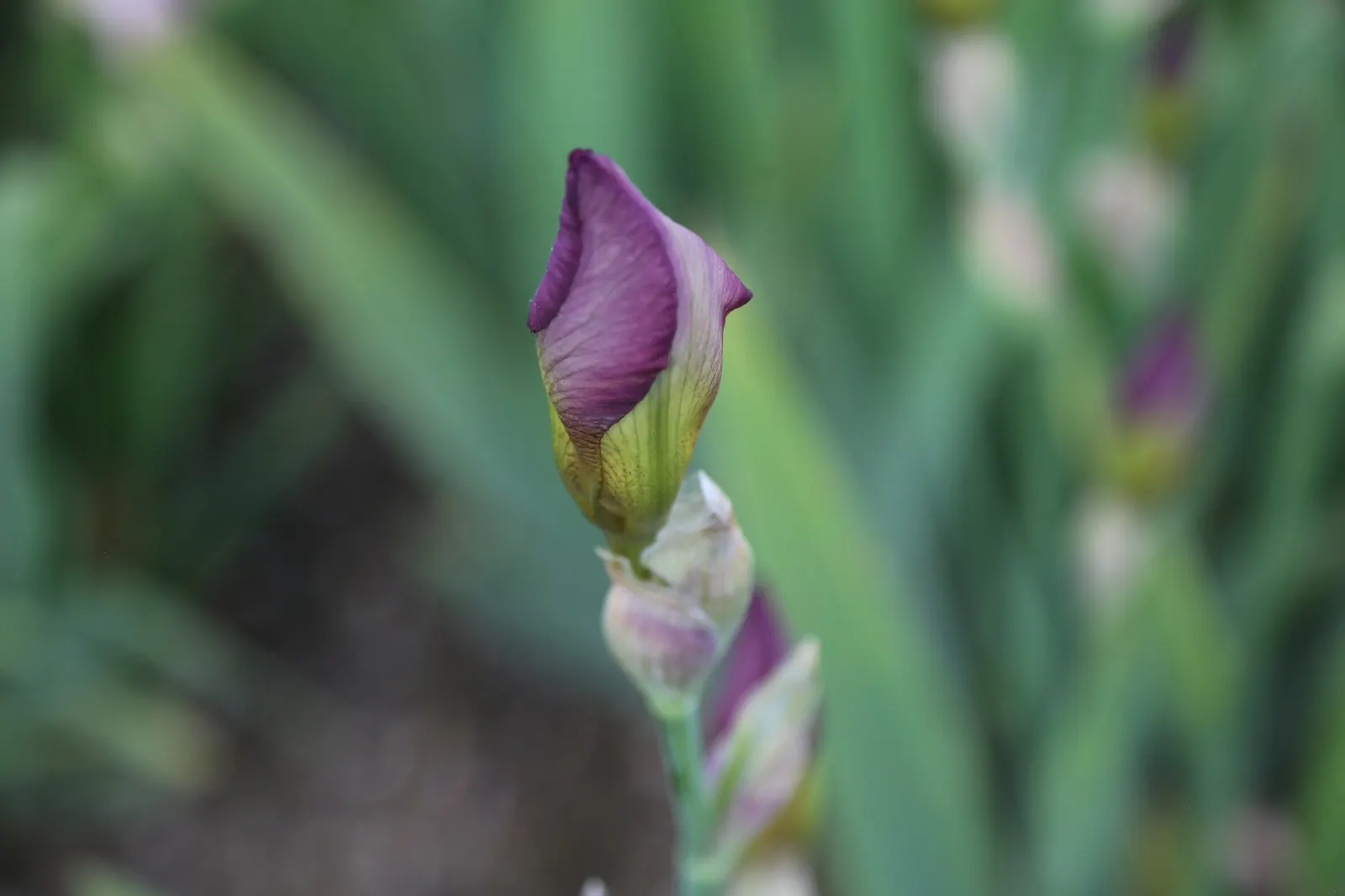 Breakers Bearded Iris (Iris germanica 'Breakers') — Ideal for borders and beds with space around 18-24 inches apart