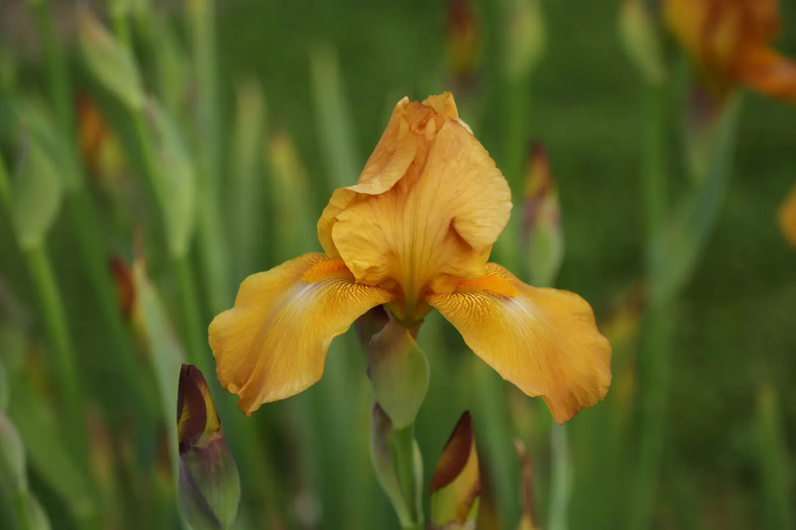Breakers Bearded Iris (Iris germanica 'Breakers') — scientifically known as Iris 'Breakers'
