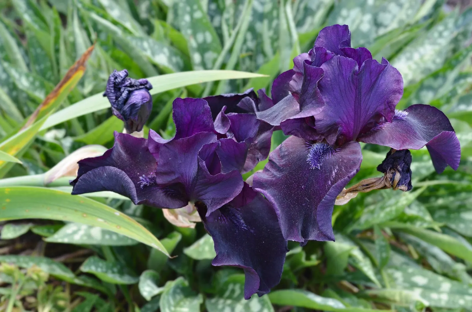 Breakers Bearded Iris (Iris germanica 'Breakers') — consider mass planting in borders or as a focal point