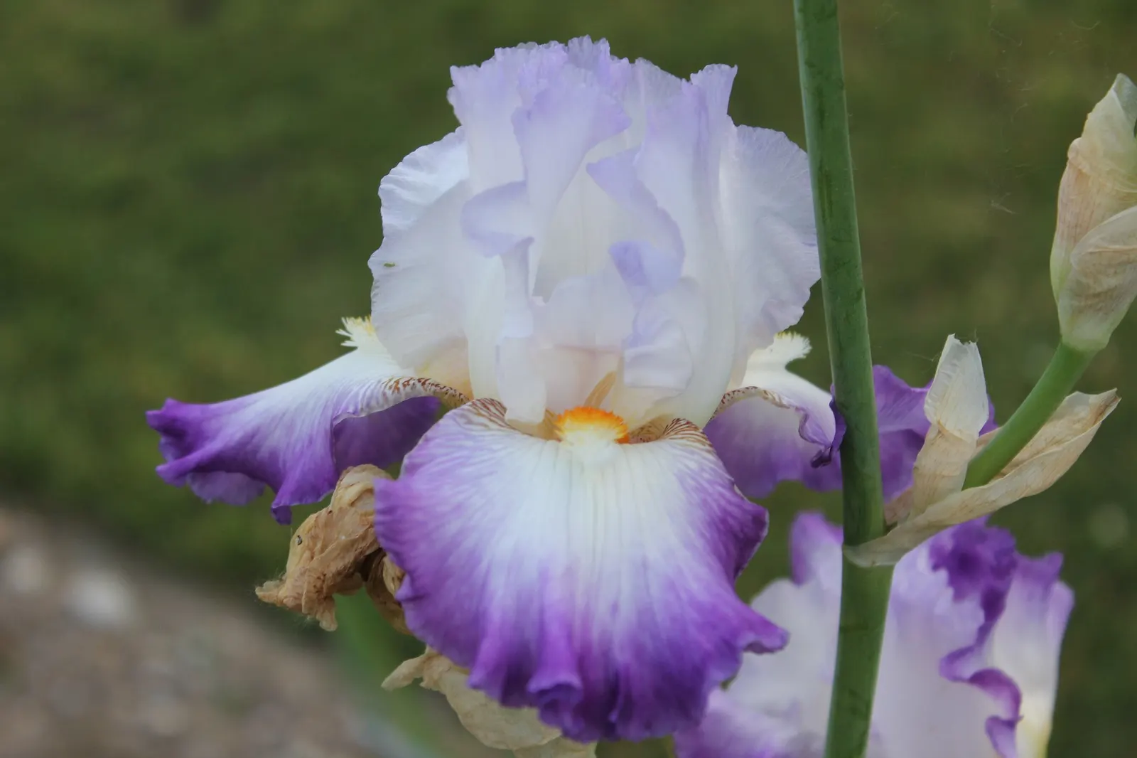 Breakers Bearded Iris (Iris germanica 'Breakers') — They are adaptable to a variety of soil types as long as they do not stay too wet
