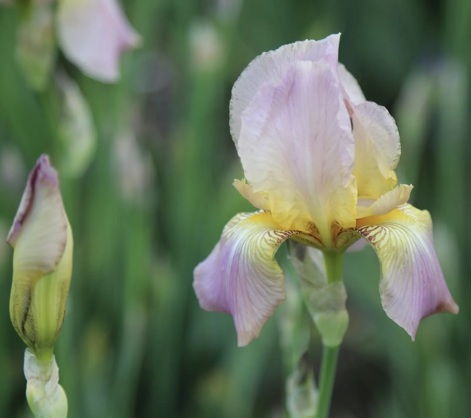 Breakers Bearded Iris (Iris germanica 'Breakers') — they exhibit drought tolerance once established