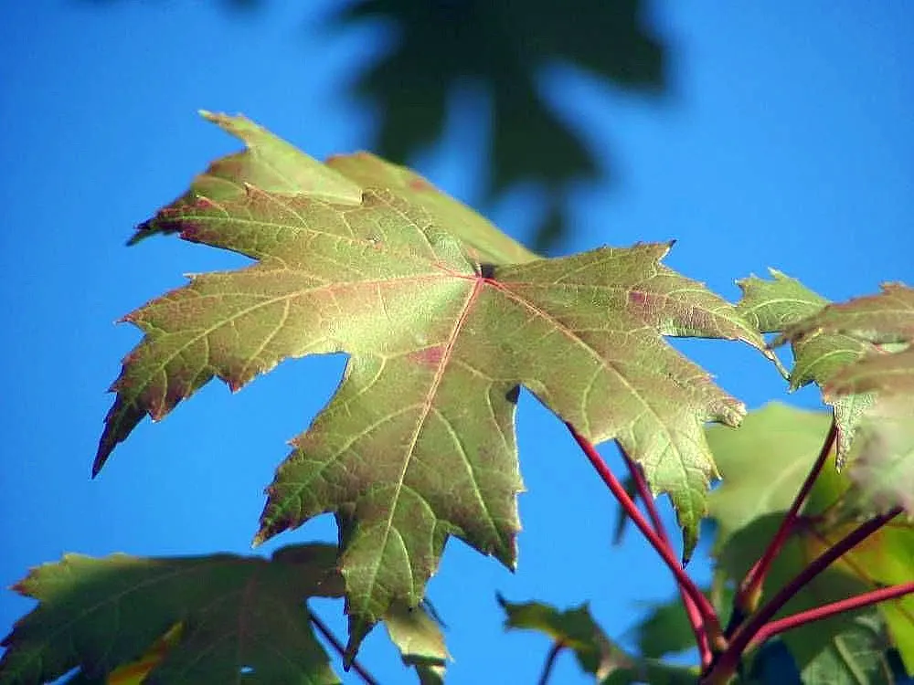 Autumn Blaze Maple (Acer X Freemanii 'Autumn Blaze') — the Autumn Blaze boasts a dense