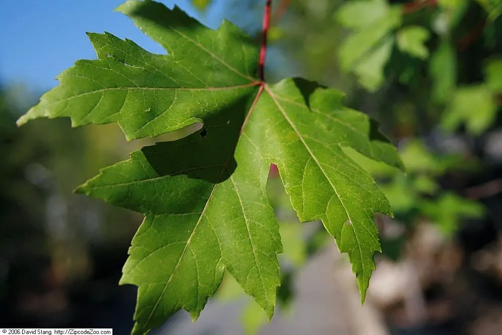 Autumn Blaze Maple (Acer X Freemanii 'Autumn Blaze') — signifying a moderately fast grower