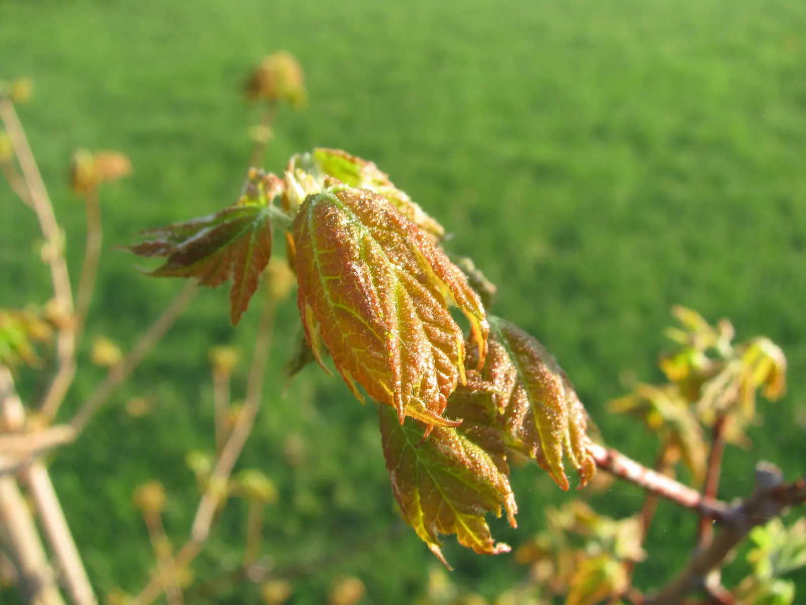 Autumn Blaze Maple (Acer X Freemanii 'Autumn Blaze') — The Autumn Blaze Maple (Acer x freemanii 'Autumn Blaze') is a hybrid with brilliant red fall color
