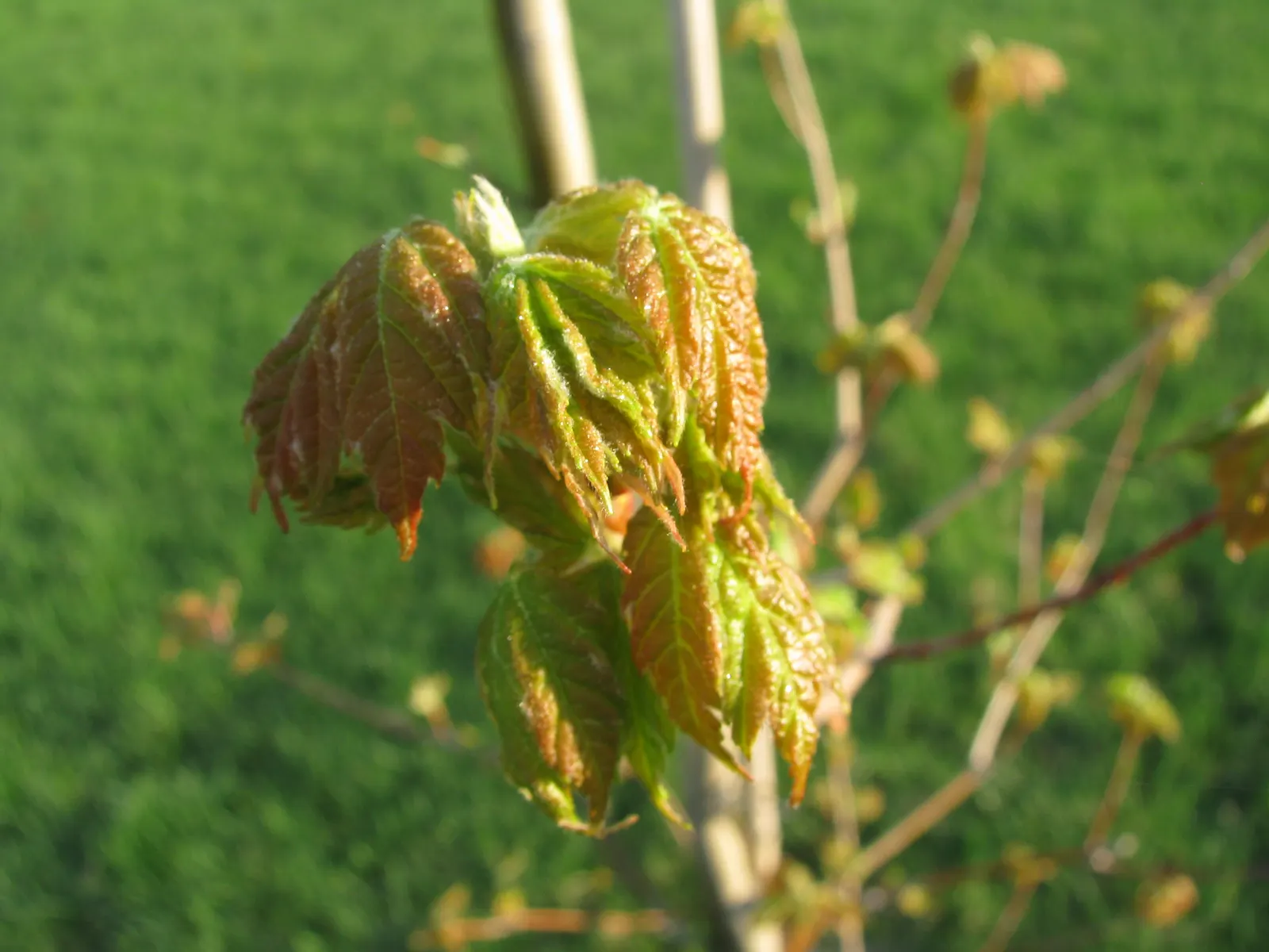 Autumn Blaze Maple (Acer X Freemanii 'Autumn Blaze') — making it a versatile choice for landscapes seeking a dramatic seasonal display