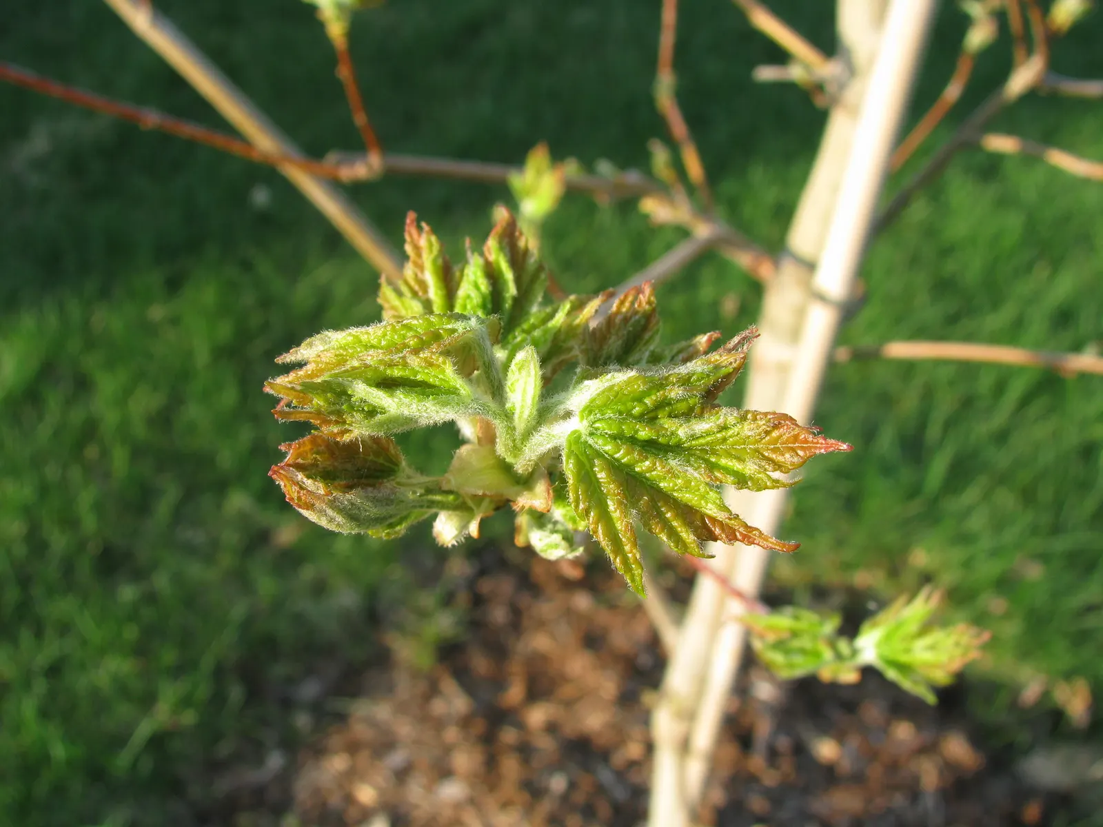Autumn Blaze Maple (Acer X Freemanii 'Autumn Blaze') — scientifically known as Acer x freemanii 'Autumn Blaze'