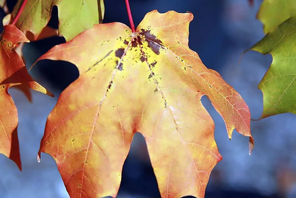 Autumn Blaze Maple (Acer X Freemanii 'Autumn Blaze') — Growth rates of 3 to 5 feet per year can be anticipated under optimal conditions