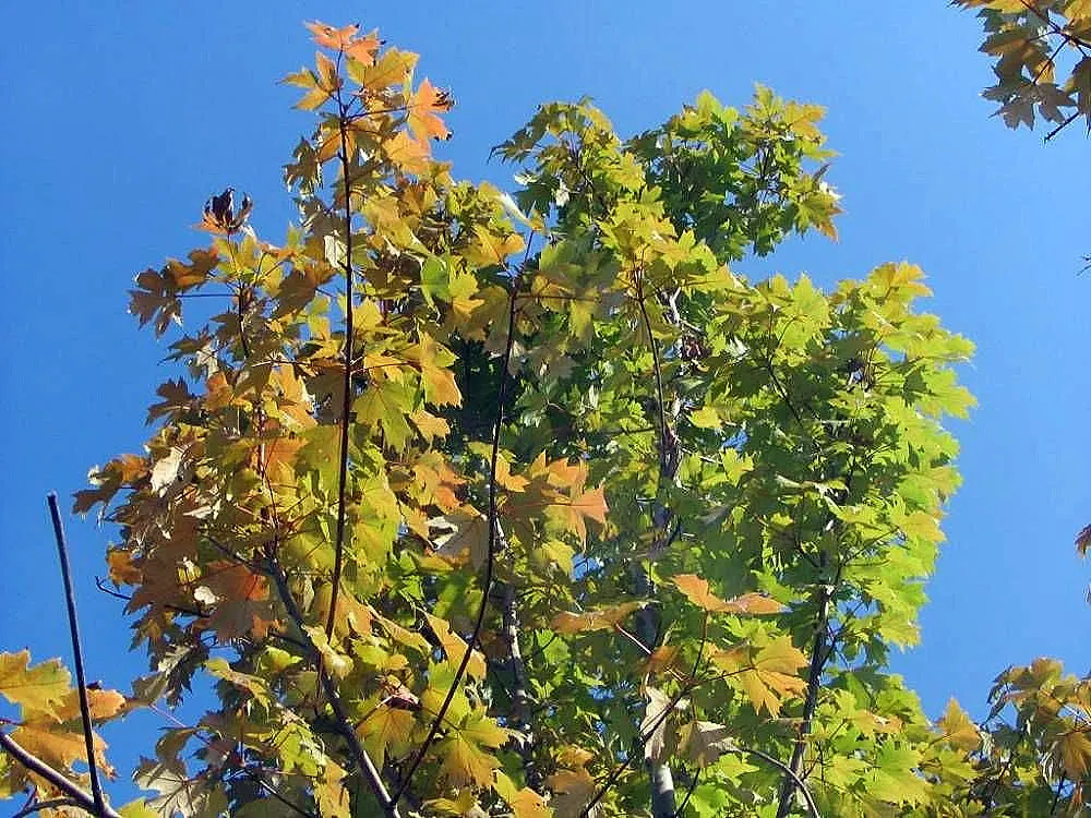 Autumn Blaze Maple (Acer X Freemanii 'Autumn Blaze') — This hybrid combines the best traits of its parent species