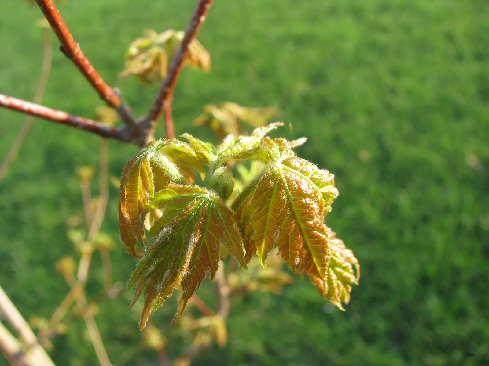 Autumn Blaze Maple (Acer X Freemanii 'Autumn Blaze') — is a highly favored deciduous tree revered for its swift growth and vibrant fall coloration