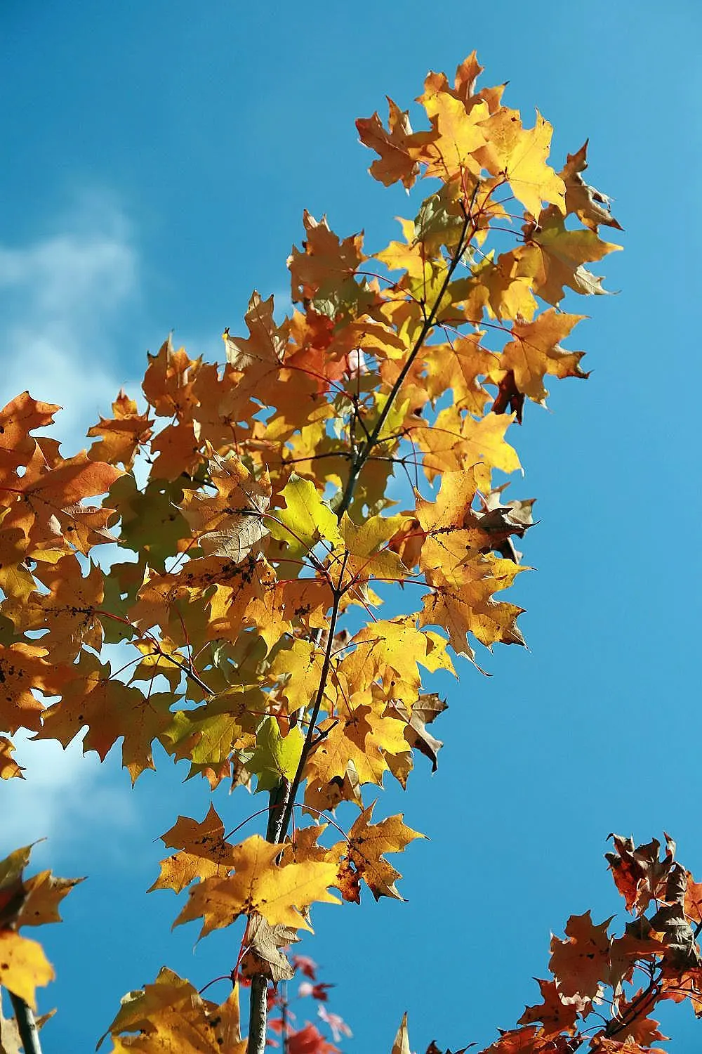Autumn Blaze Maple (Acer X Freemanii 'Autumn Blaze') — Fast-growing, this deciduous tree reaches 40-55 feet in height with a 30-40 foot spread