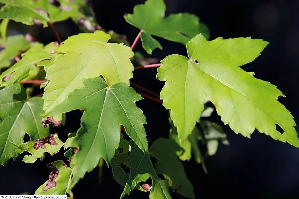 Autumn Blaze Maple (Acer X Freemanii 'Autumn Blaze') — It's hardy (USDA zones 3-8), adaptable to various soils, and boasts a symmetrical oval shape