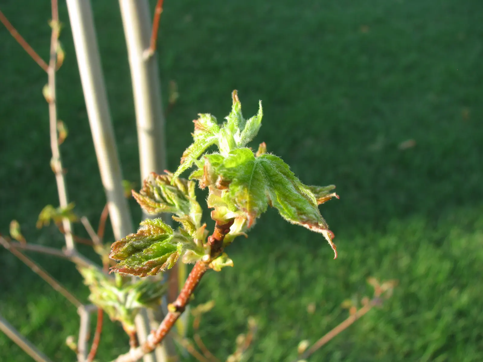 Autumn Blaze Maple (Acer X Freemanii 'Autumn Blaze') — This maple provides ample shade and is drought tolerant once established