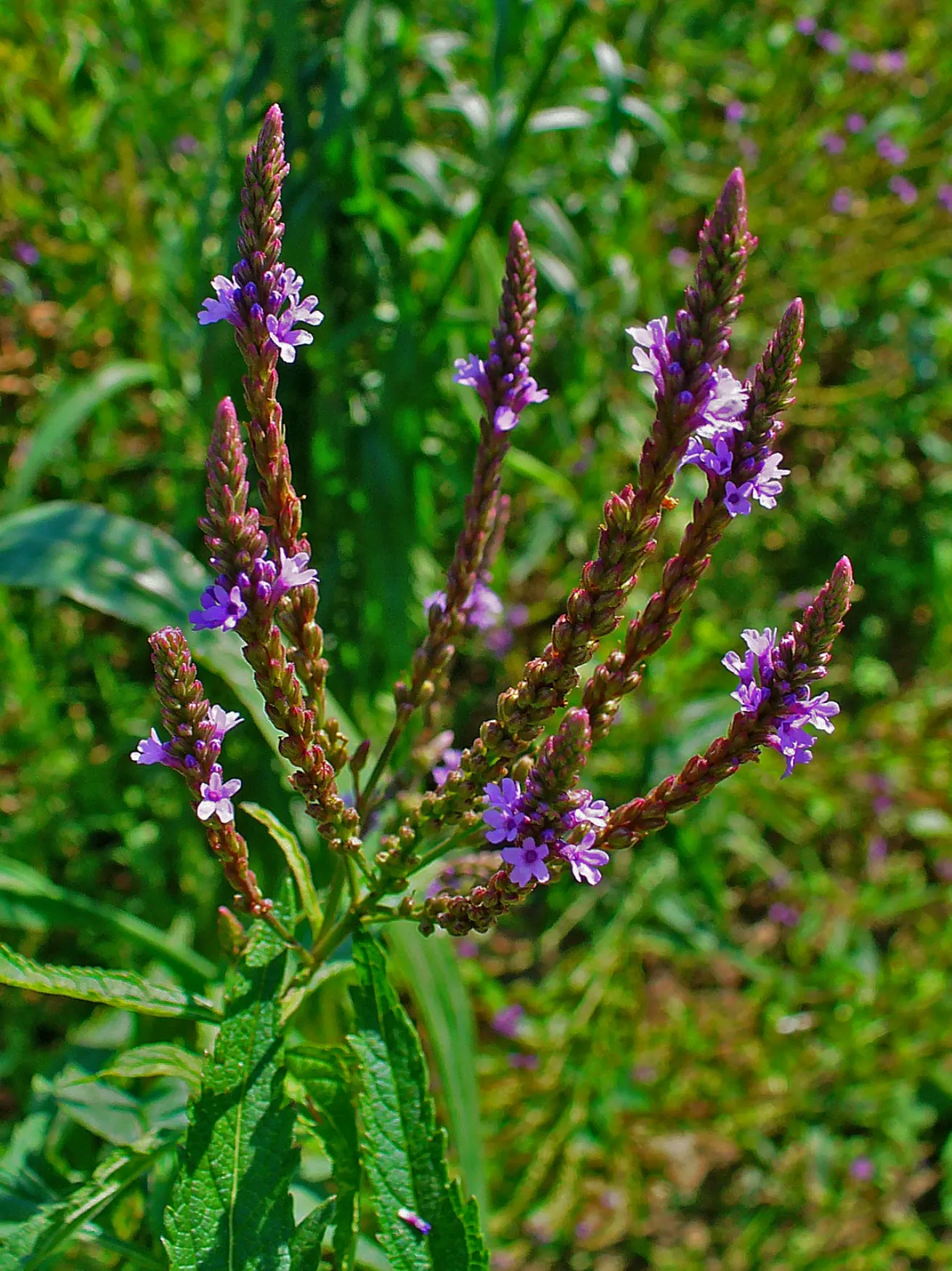 American Blue Vervain (Verbena Hastata) — Reaching a mature height between 2 to 6 feet and spreading out 1 to 3 feet wide