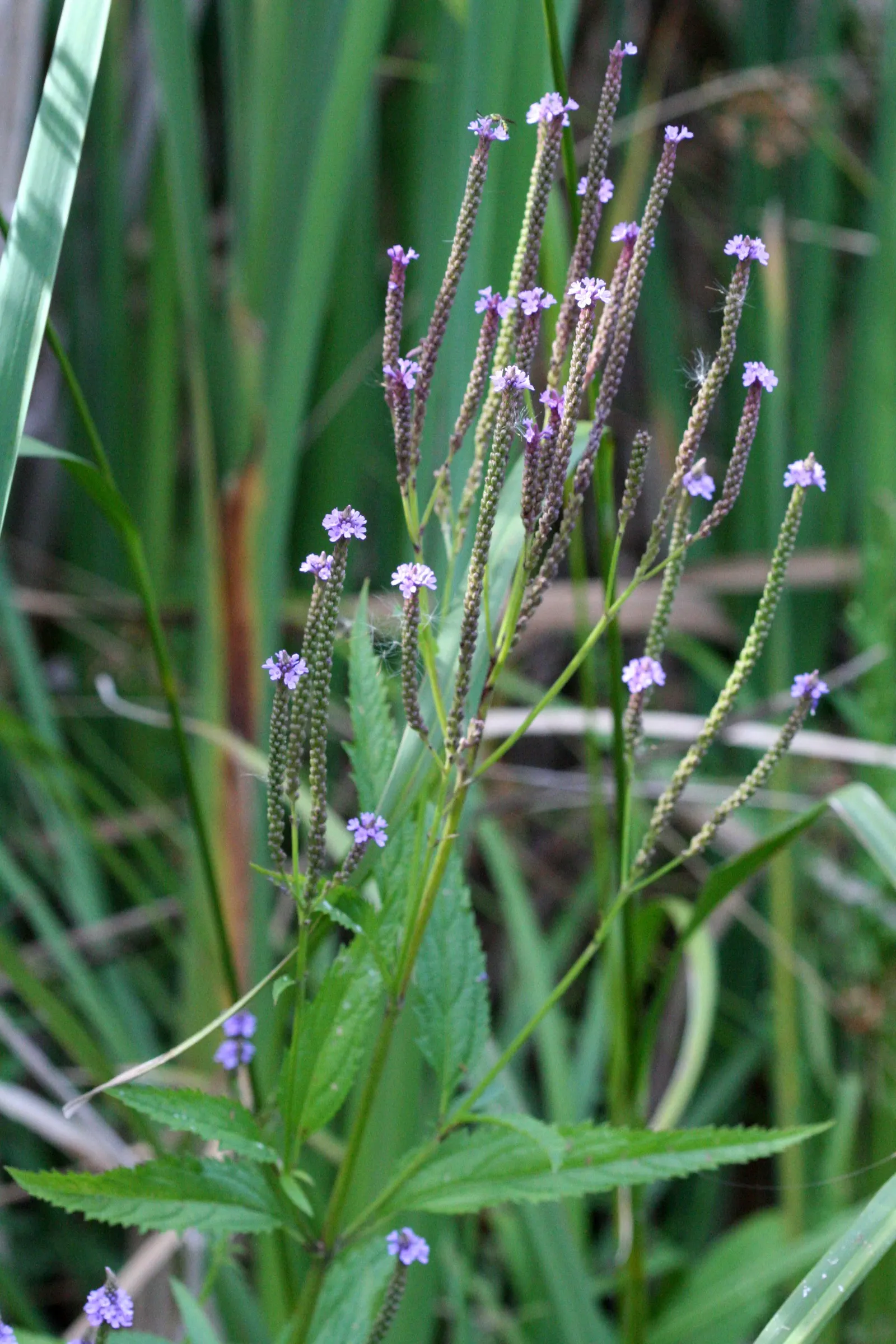 American Blue Vervain (Verbena Hastata) — ground cover / perennial / wildflower for half or shade; american Blue Vervain adds a touch of wild grace to any