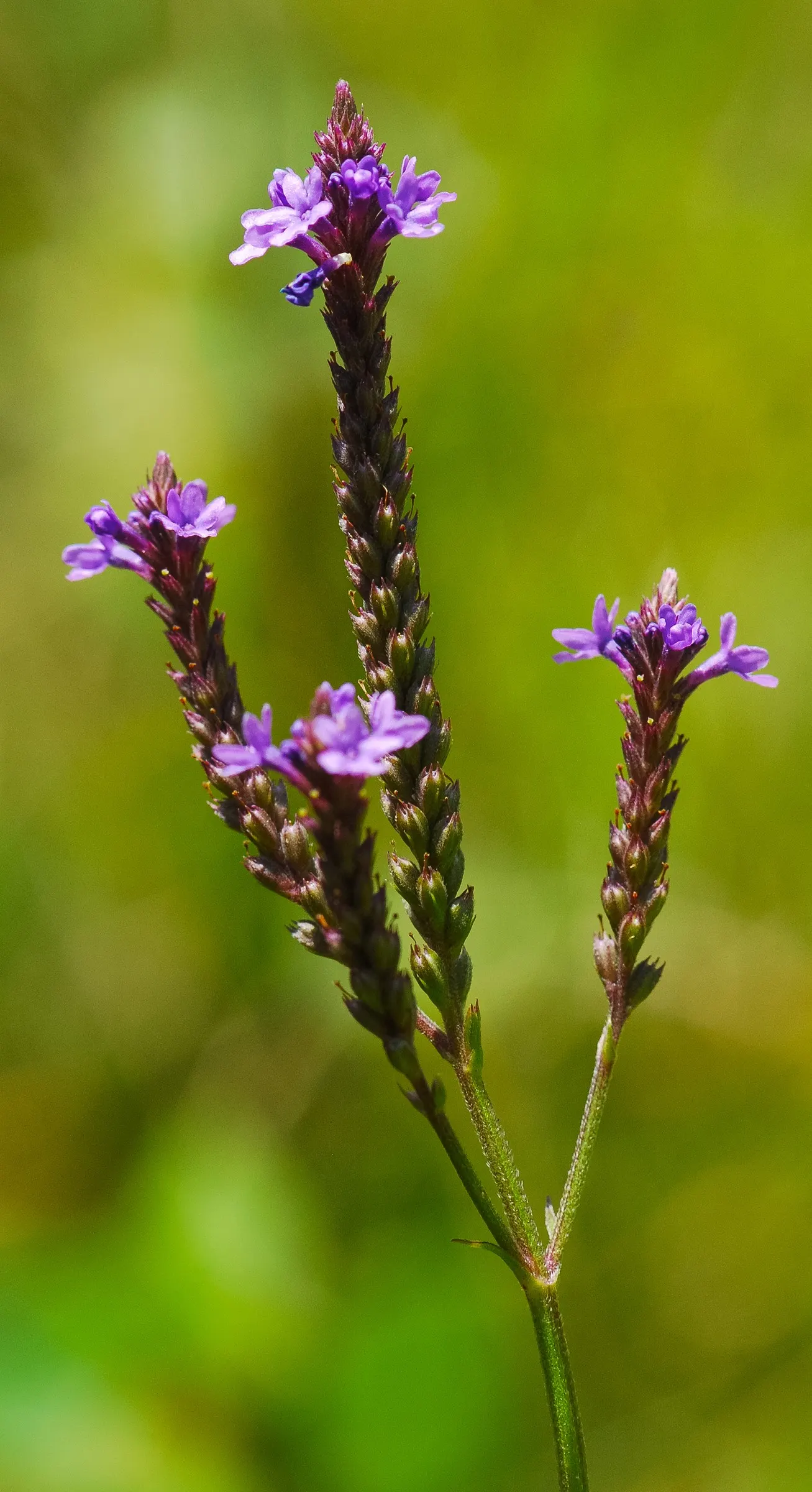 American Blue Vervain (Verbena Hastata) — It's a resilient choice for rain gardens or naturalized areas; it boasts a striking vertical presence with spiky