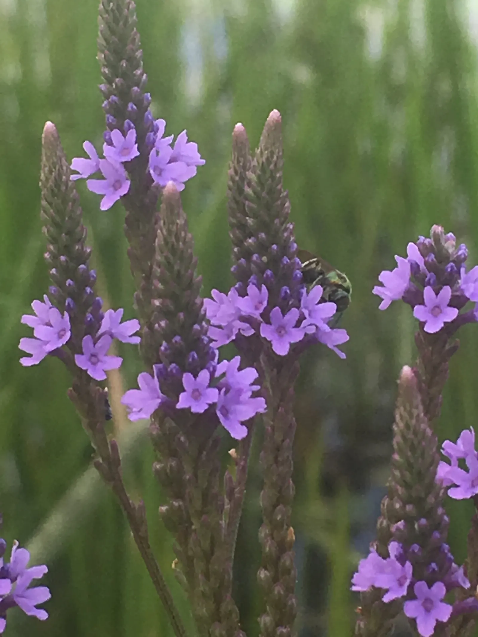 American Blue Vervain (Verbena Hastata) — Embellishing the landscape from early summer through early fall