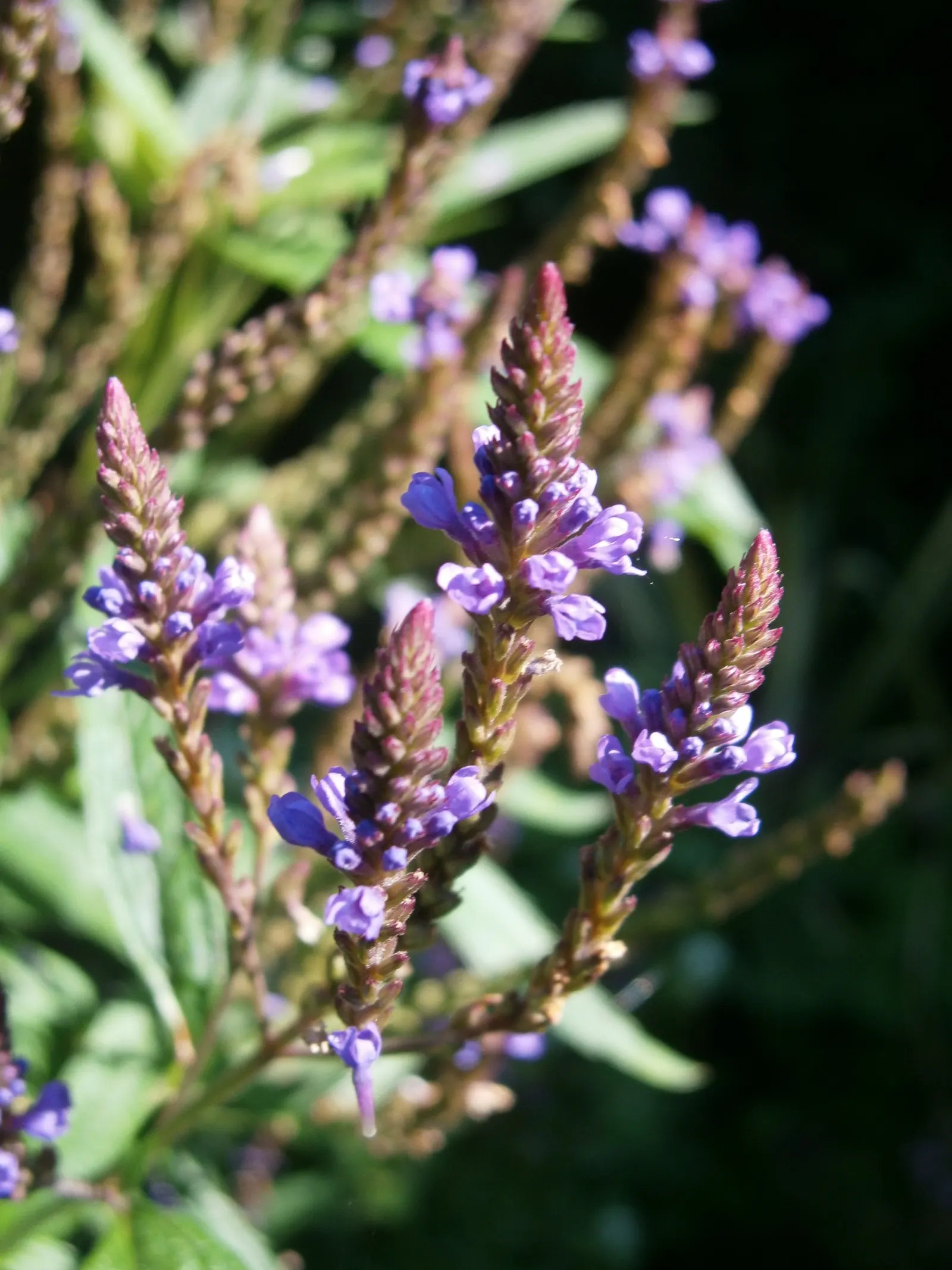 American Blue Vervain (Verbena Hastata) — ground cover / perennial / wildflower for half or shade