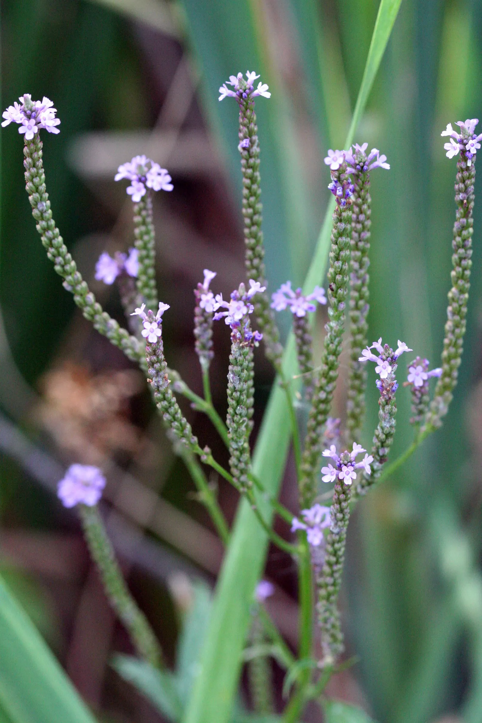American Blue Vervain (Verbena Hastata) — With its ecological benefits and striking aesthetics; making it an excellent choice for border backgrounds or rain