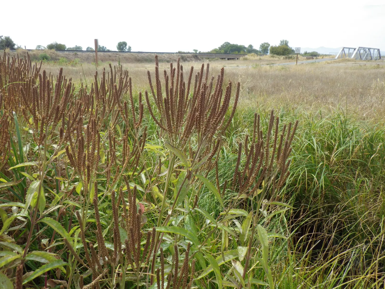 American Blue Vervain (Verbena Hastata) — its square stems and narrow leaves form an upright; but deadheading can promote a tidier appearance and potential
