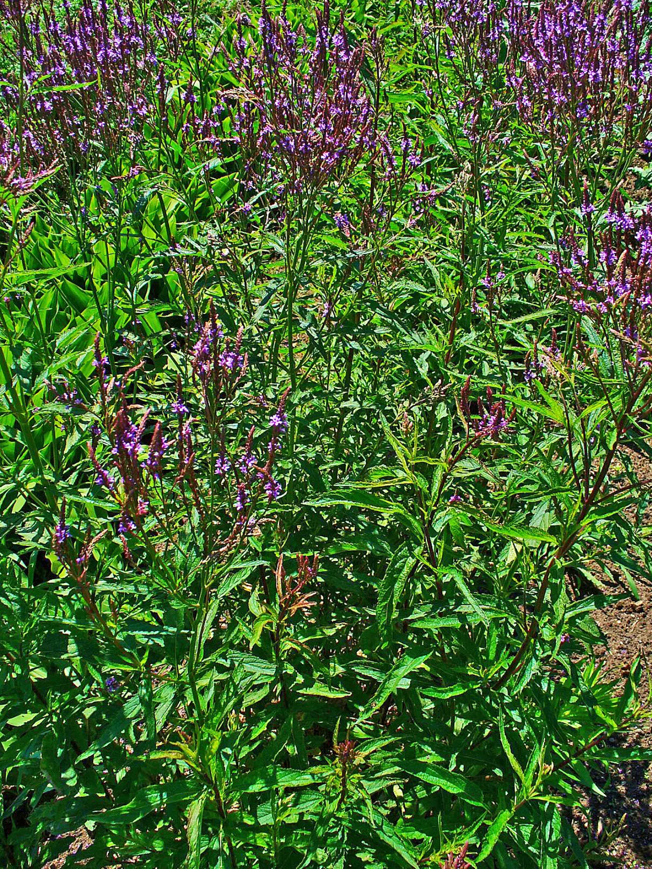 American Blue Vervain (Verbena Hastata) — It thrives in USDA zones 3-8, reaching 4-6 feet high and 2-3 feet wide; clumping habit.<br><br>This, image 50