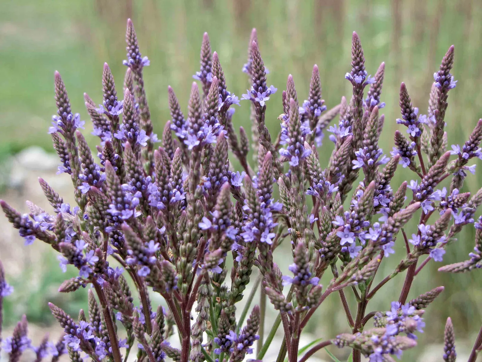 American Blue Vervain (Verbena Hastata) — Embellishing the landscape from early summer through early fall; blue flowers in the garden