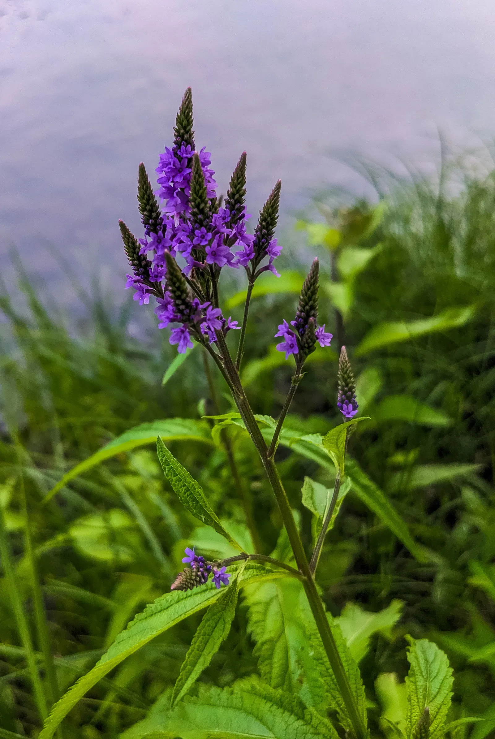 American Blue Vervain (Verbena Hastata) — it boasts a striking vertical presence with spiky; it's a resilient choice for rain gardens or naturalized areas