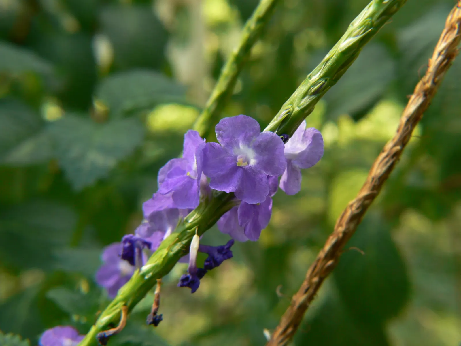 American Blue Vervain (Verbena Hastata) — Ideally planted in full sun to part shade, this native prefers moist, well-drained soil