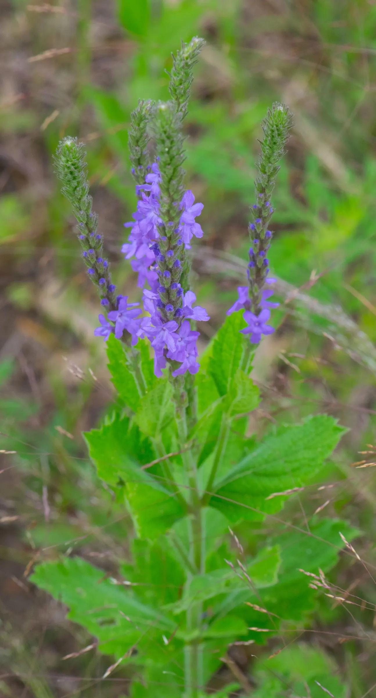 American Blue Vervain (Verbena Hastata) — blue flowers in the garden; embellishing the landscape from early summer through early fall