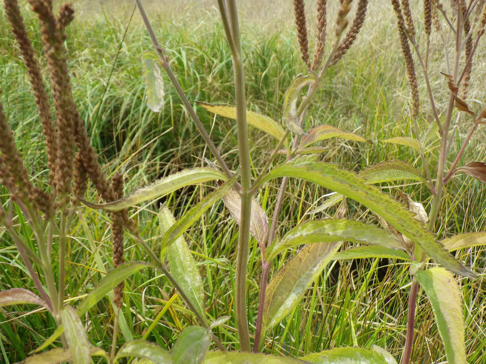 American Blue Vervain (Verbena Hastata) — It thrives in USDA zones 3-8, reaching 4-6 feet high and 2-3 feet wide