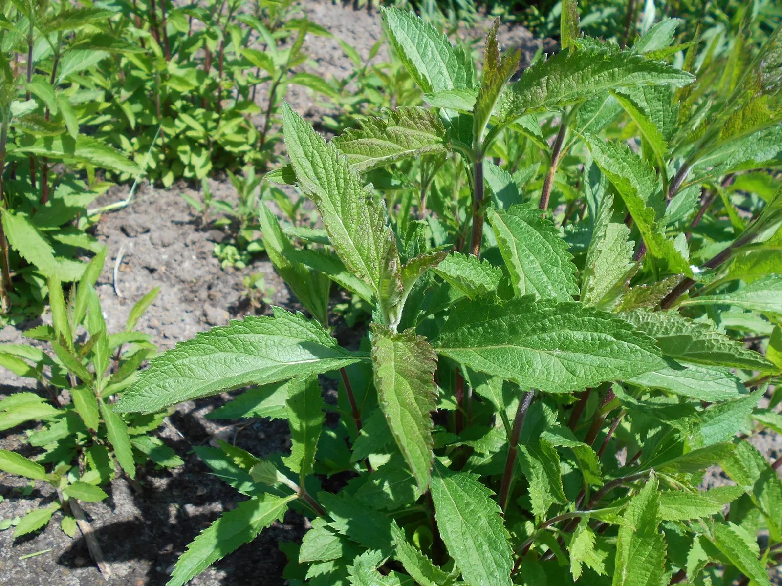 American Blue Vervain (Verbena Hastata) — but deadheading can promote a tidier appearance and potential rebloom; its square stems and narrow leaves form an