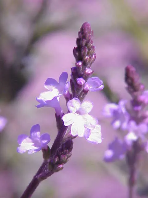 American Blue Vervain (Verbena Hastata) — A pollinator magnet, it blooms from July to September, adding vertical interest and supporting wildlife