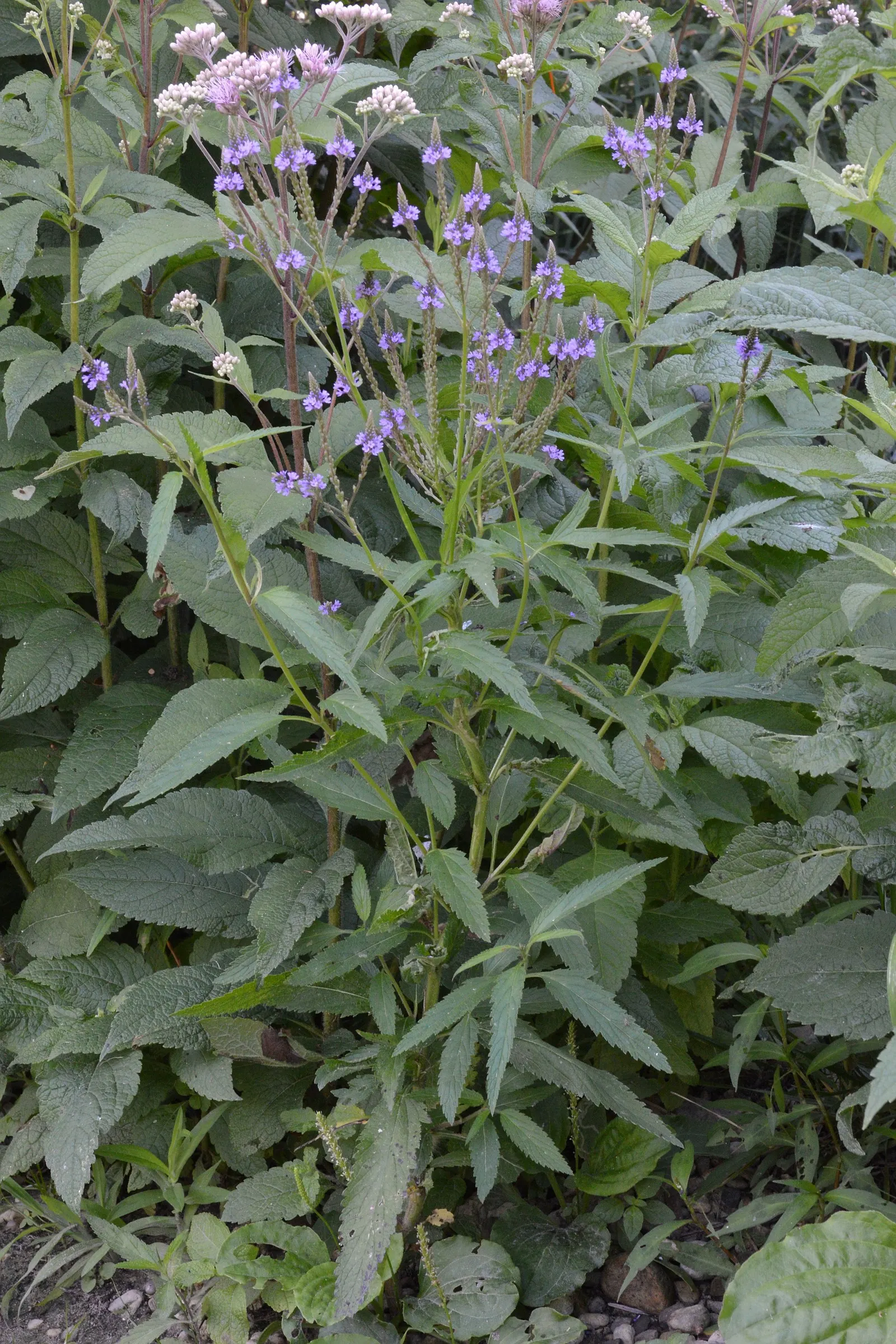 American Blue Vervain (Verbena Hastata) — consider grouping Blue Vervain with other native wetland-edge species to form a diverse