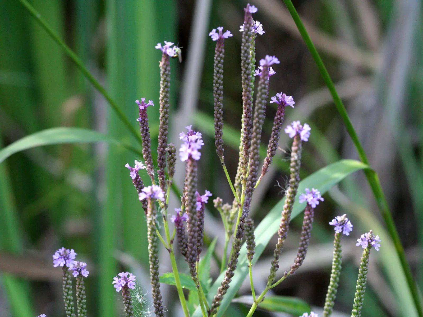 American Blue Vervain (Verbena Hastata) — making it an excellent choice for border backgrounds or rain gardens; with its ecological benefits and striking
