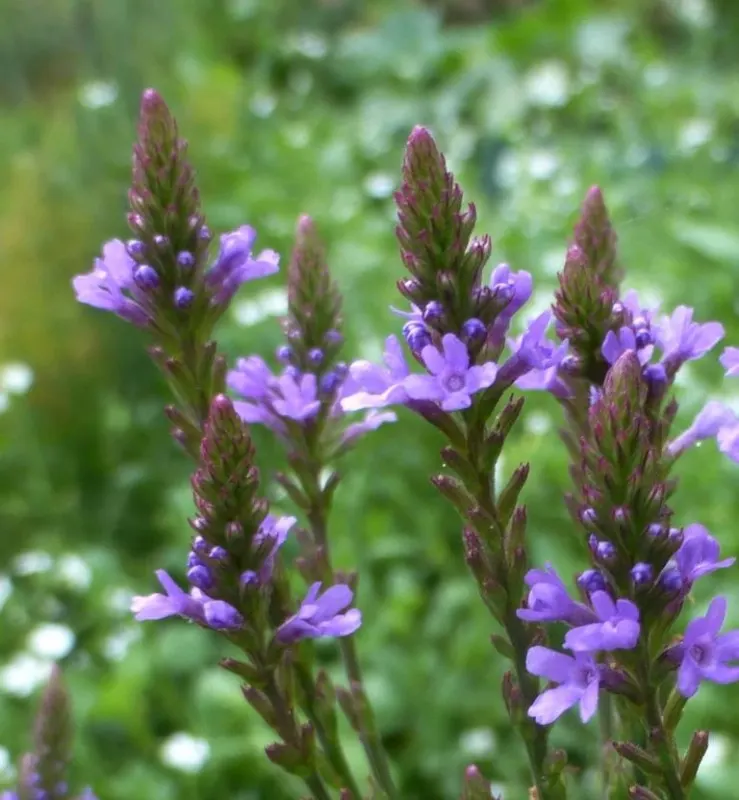 American Blue Vervain (Verbena Hastata) — Ideally planted in full sun to part shade, this native prefers moist, well-drained soil; the seed heads, image 51