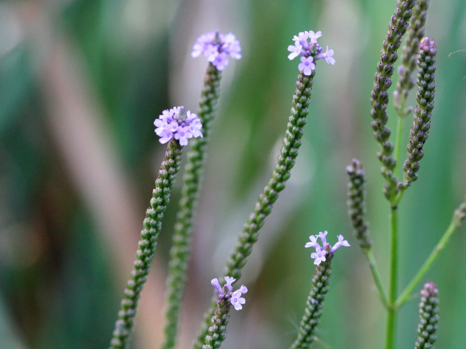 American Blue Vervain (Verbena Hastata) — consider grouping Blue Vervain with other native wetland-edge species to form a diverse; american Blue Vervain