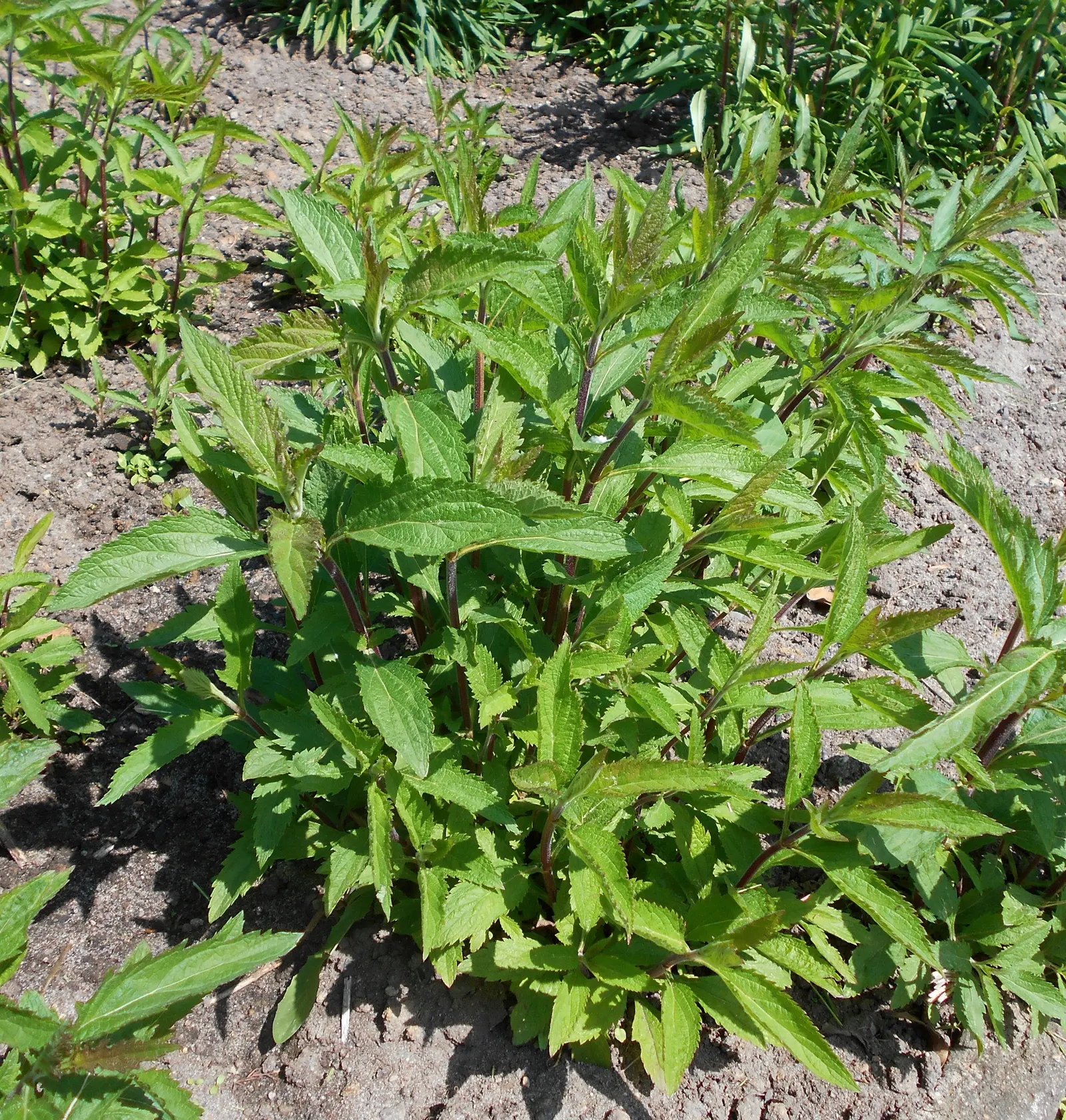 American Blue Vervain (Verbena Hastata) — Its vertical form contrasts well with broad-leaved plants and grasses; it tolerates a range of soil conditions but