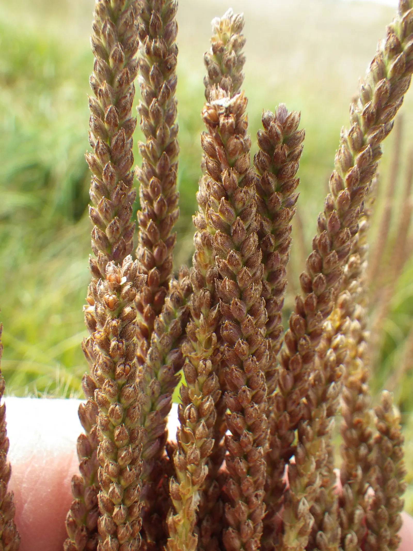 American Blue Vervain (Verbena Hastata) — its square stems and narrow leaves form an upright