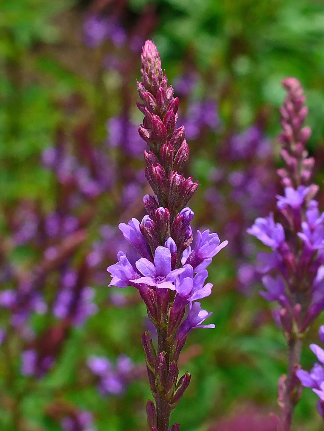 American Blue Vervain (Verbena Hastata) — It tolerates a range of soil conditions but fares best in moist, well-drained soils