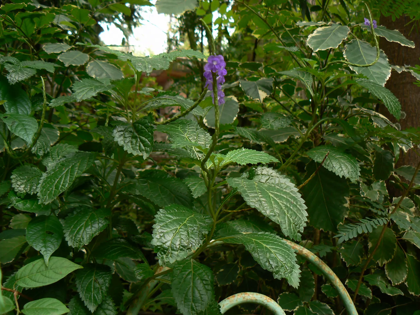 American Blue Vervain (Verbena Hastata) — A pollinator magnet, it blooms from July to September, adding vertical interest and supporting wildlife; american