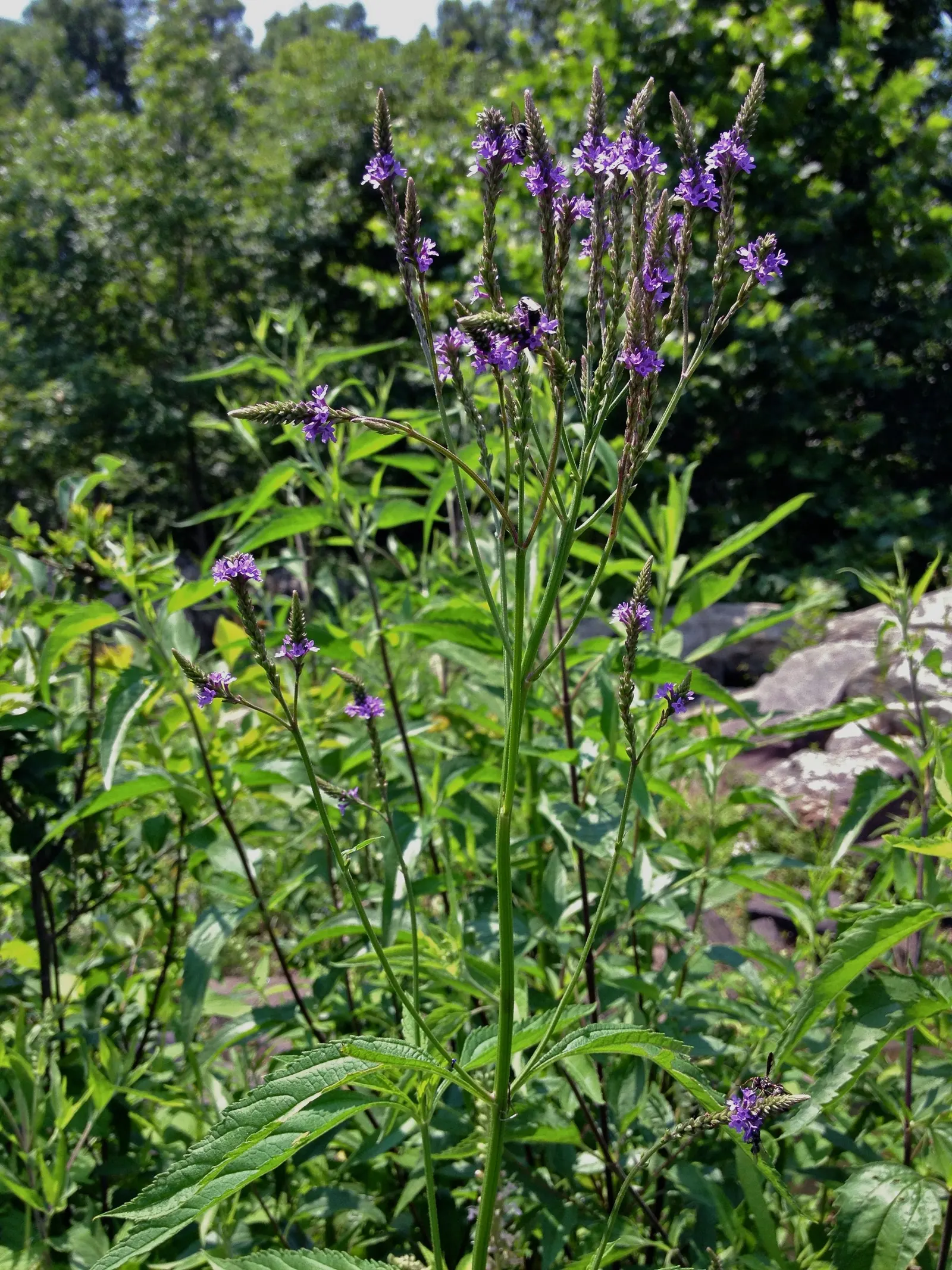 American Blue Vervain (Verbena Hastata) — It's a resilient choice for rain gardens or naturalized areas