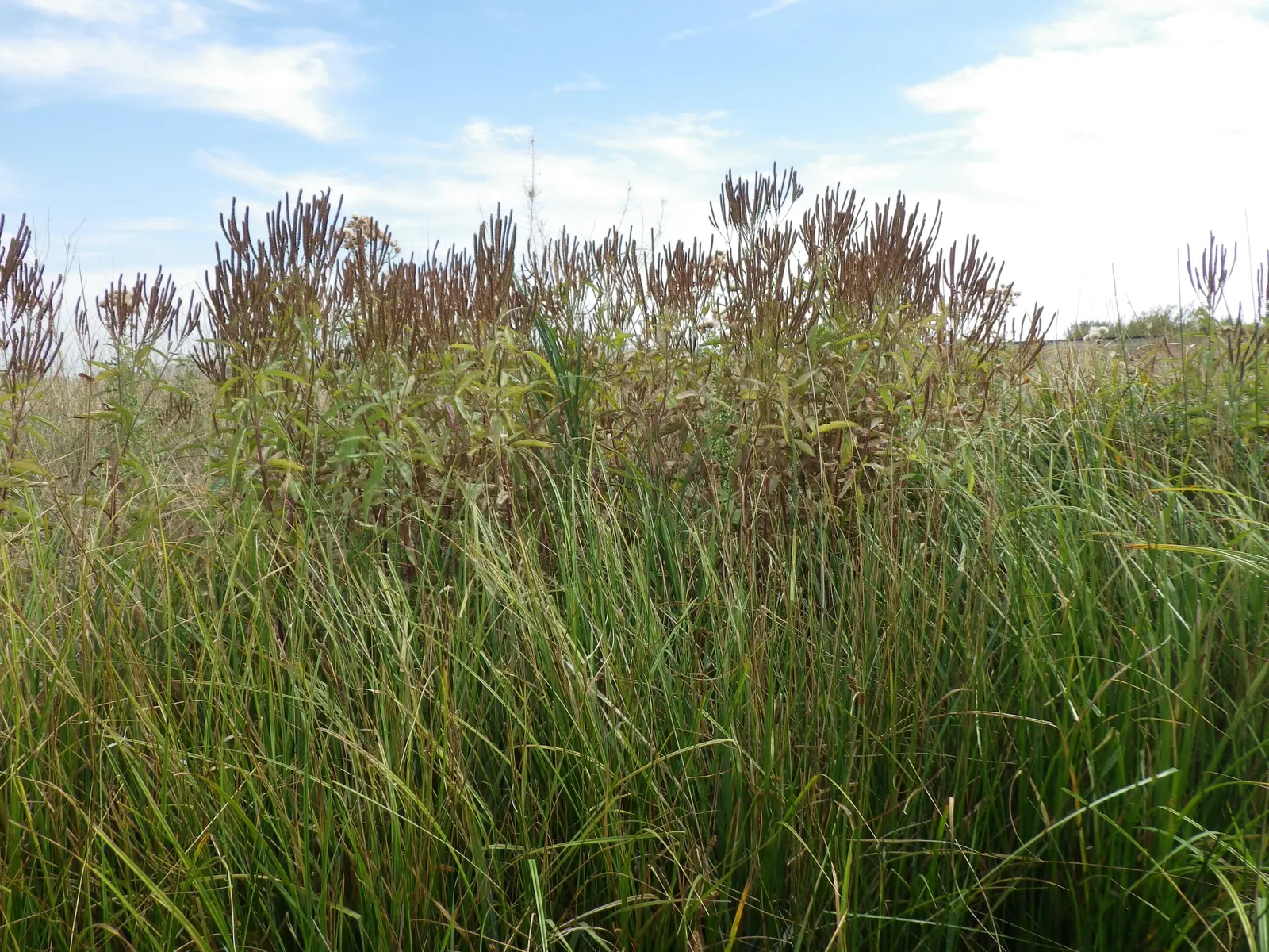 American Blue Vervain (Verbena Hastata) — Reaching a mature height between 2 to 6 feet and spreading out 1 to 3 feet wide; preferring full sun or partial shade